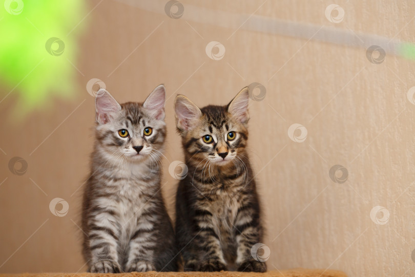 Скачать Два милых маленьких котенка-бобтейла фотосток Ozero