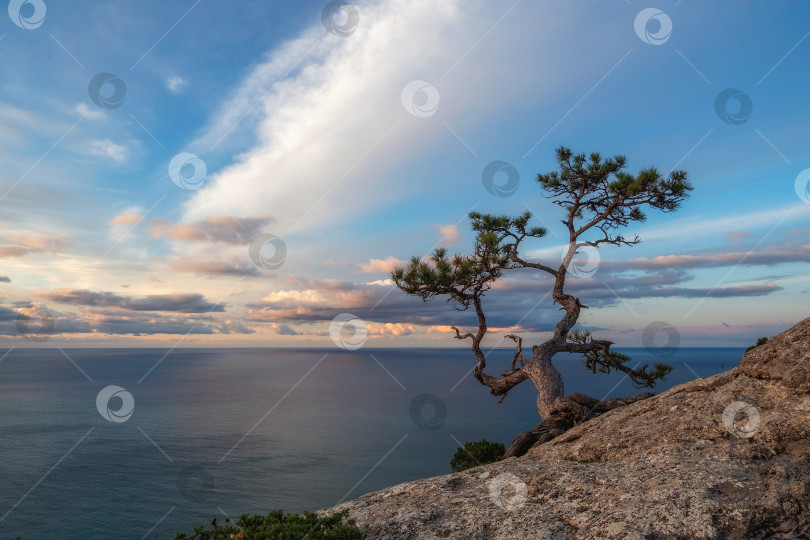 Скачать Море и деревья. Вечерний минималистичный морской пейзаж. фотосток Ozero