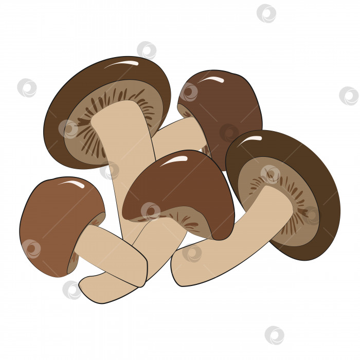 Скачать Грибы эноки или шиитаке - съедобные японские грибы, которые являются ингредиентом супа с лапшой рамэн. Векторная иллюстрация в рисованном стиле на белом фоне. фотосток Ozero