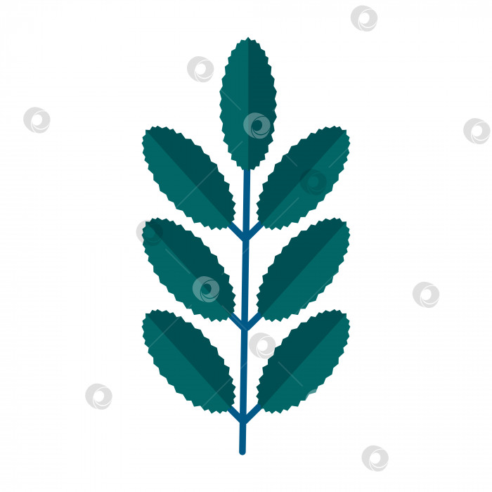Скачать Простая минималистичная зеленая ветка рябины с листьями. Цветочная коллекция элегантных растений для сезонного украшения. Стилизованные значки ботаники. Стоковая векторная иллюстрация в плоском стиле, изолированная на белом фоне фотосток Ozero