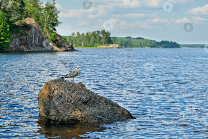 Скачать Чайка на большой скале в море. Летний пейзаж фотосток Ozero