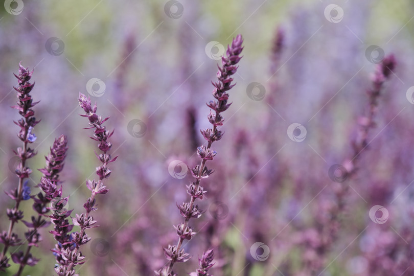 Скачать Декоративное цветущее растение фиалка Salvia nemorosa в качестве летнего цветочного фона. фотосток Ozero