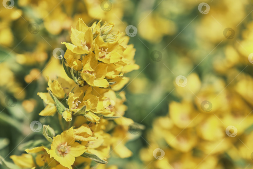 Скачать Желтый цветочный фон. Декоративное цветущее растение Lysimachia punctata. фотосток Ozero