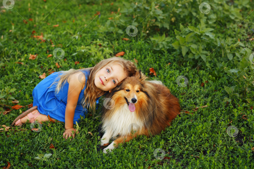 Скачать Маленькая девочка с собакой Шелти фотосток Ozero