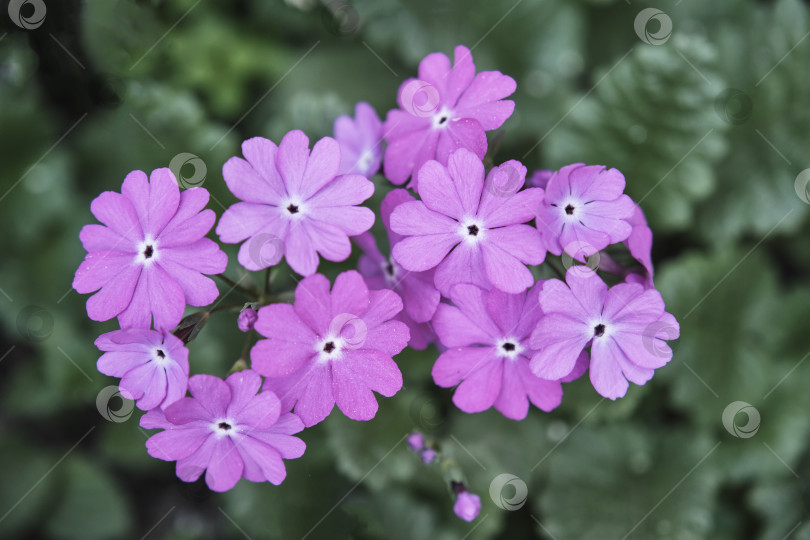 Скачать Распускающиеся ярко-фиолетовые цветы Primula sieboldii. Вид сверху. фотосток Ozero