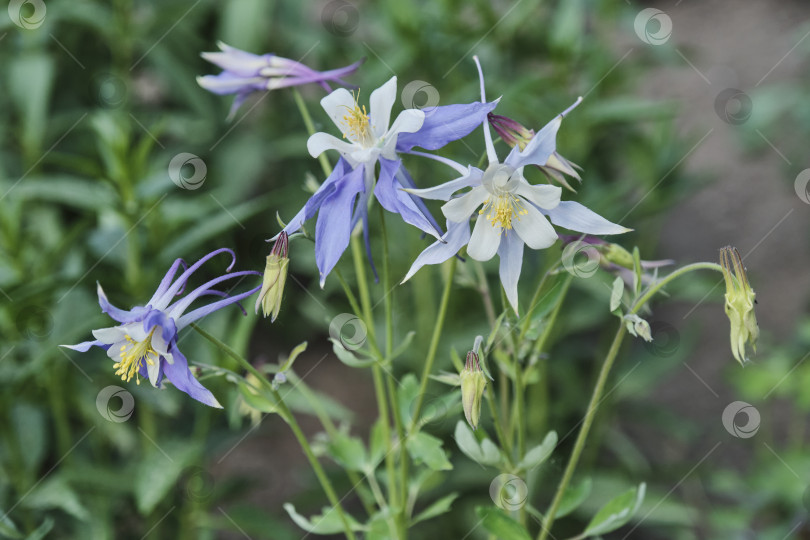 Скачать Цветки распускающегося растения aquilegia Earlybird Пурпурно-синие. фотосток Ozero