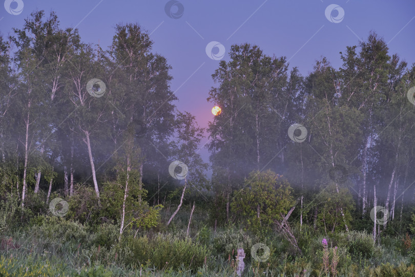 Скачать Туманный закат в диком летнем лесу. фотосток Ozero