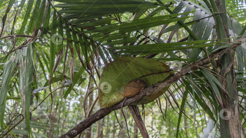 Скачать Крошечный долгопят Tarsius syrichta прятался под большим зеленым листом фотосток Ozero