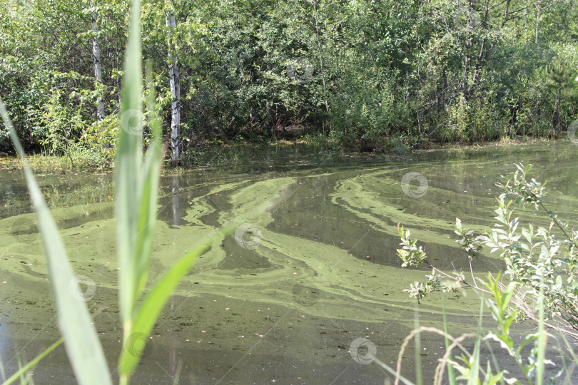 Скачать Родина Царевны-лягушки фотосток Ozero