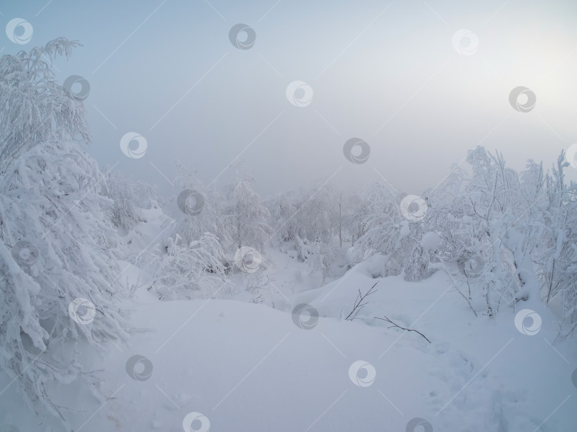 Скачать Деревья, покрытые снегом в тумане, суровая зима. фотосток Ozero