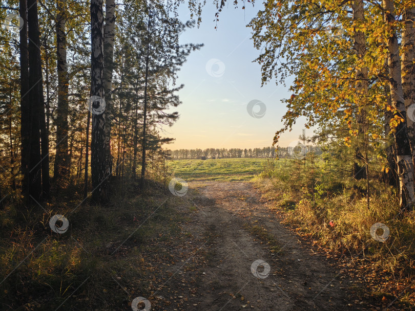 Скачать Тропинка в лесу фотосток Ozero