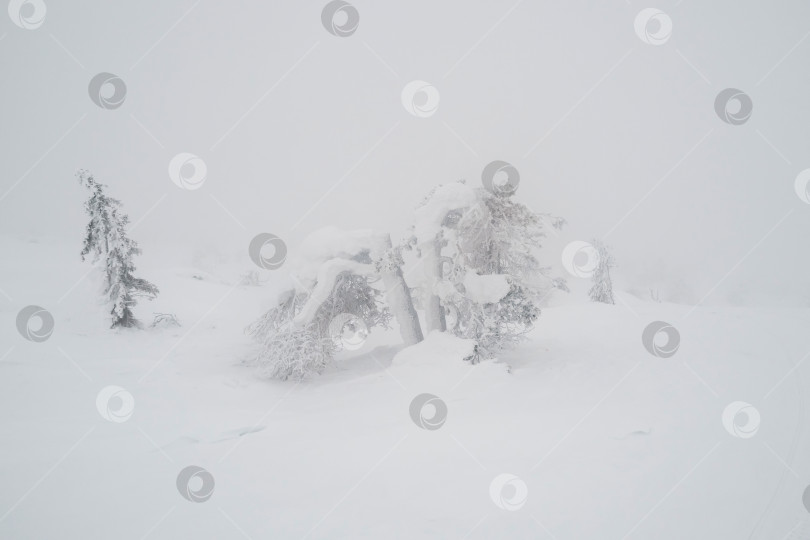 Скачать Туманный зимний лес, минималистичный вид. фотосток Ozero