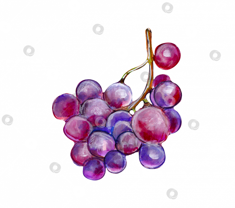 Скачать Акварельная гроздь красного винограда. фотосток Ozero