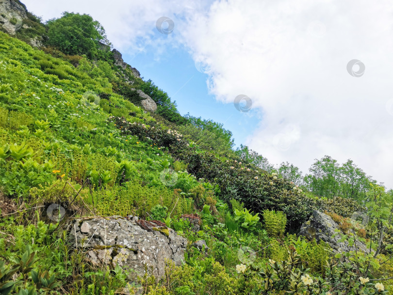 Скачать Россия, Краснодарский край, Сочи. Горный курорт Газпром. Горный пейзаж. Склон с рододендроном фотосток Ozero