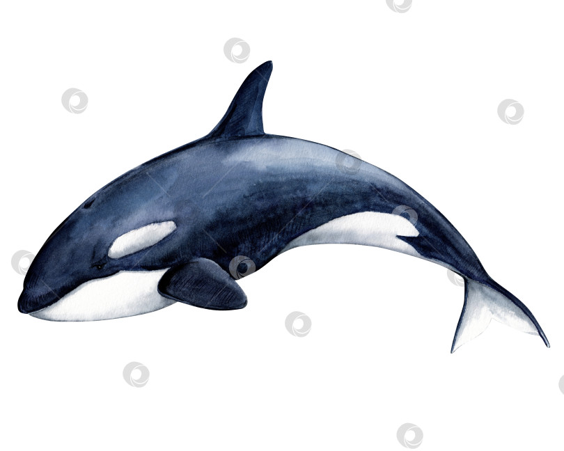 Скачать Касатка (Orcinus orca), реалистичная акварельная иллюстрация. Дикие обитатели морей и океанов Северного Ледовитого океана. Изолированное изображение на белом фоне. фотосток Ozero