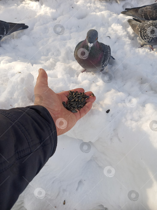 Скачать Мужчина кормит голубя семечками подсолнуха прямо руками. фотосток Ozero