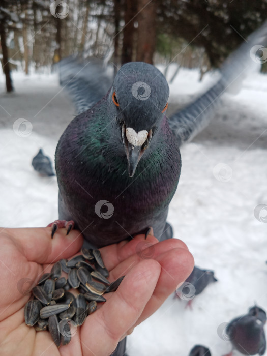 Скачать Мужчина руками кормит голубя семечками подсолнуха. фотосток Ozero