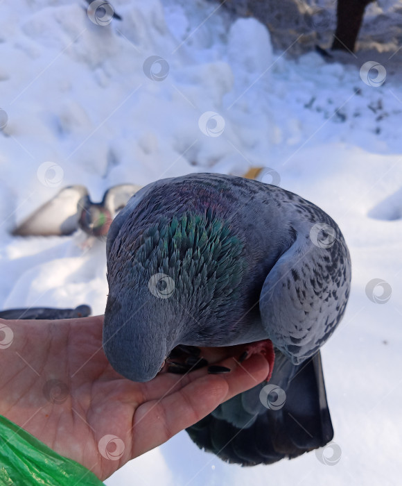 Скачать Мужчина кормит голубя семечками подсолнуха прямо руками. фотосток Ozero