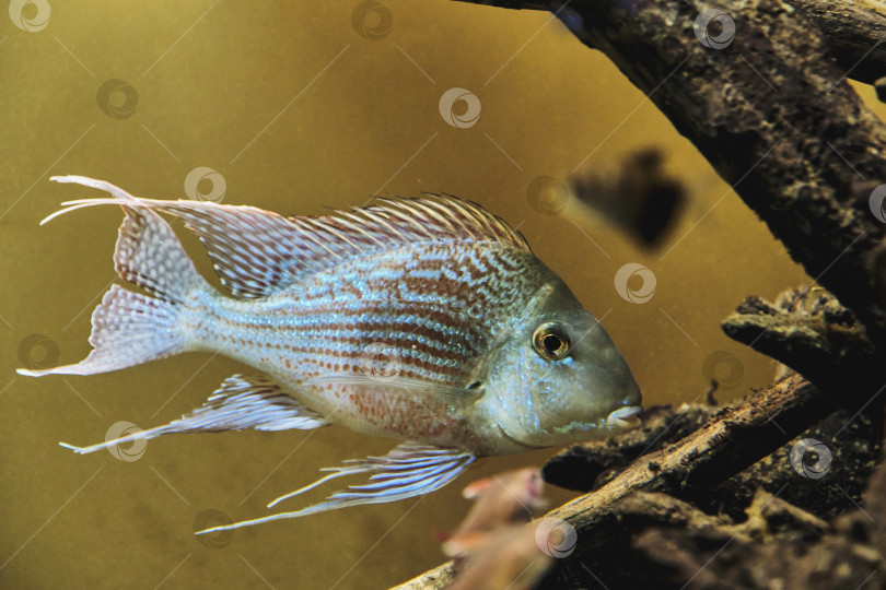 Скачать Geophagus sveni, пресноводная лучеперая рыба-дождеед из семейства цихлид, обитающая в аквариуме. фотосток Ozero