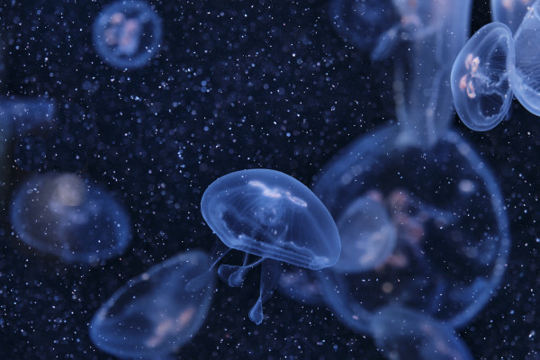 [object Object] undefined
