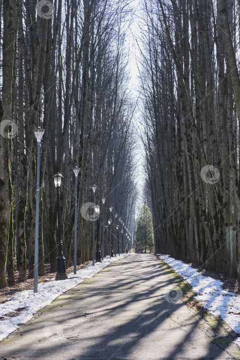 Скачать Пустынная аллея в Олд-Спринг-парке. фотосток Ozero