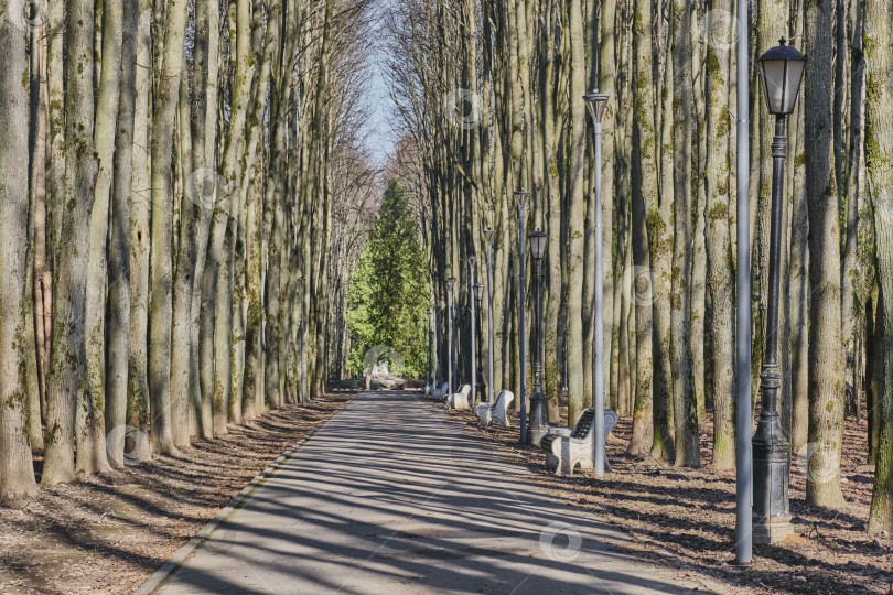 Скачать Аллея со скамейками в старом весеннем парке. фотосток Ozero