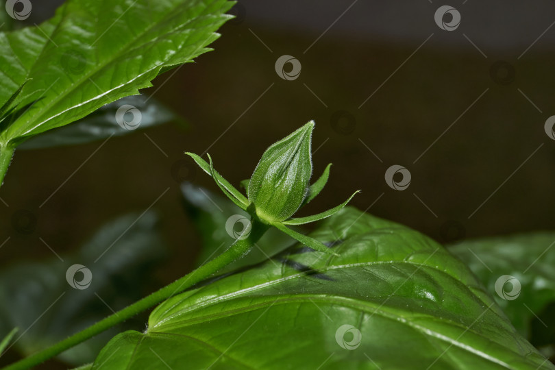 Скачать Китайская роза или гибискус китайский (лат. Hibiscus rosa-sinensis). фотосток Ozero