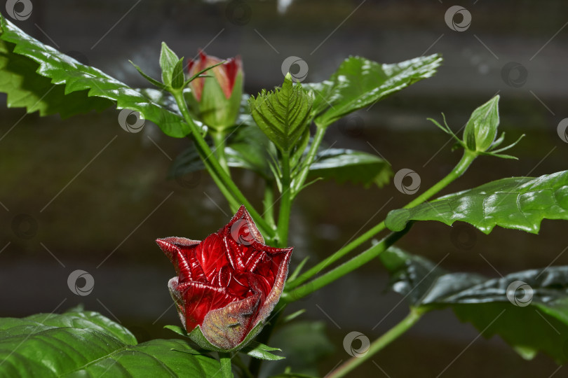 Скачать Китайская роза или гибискус китайский (лат. Hibiscus rosa-sinensis). фотосток Ozero