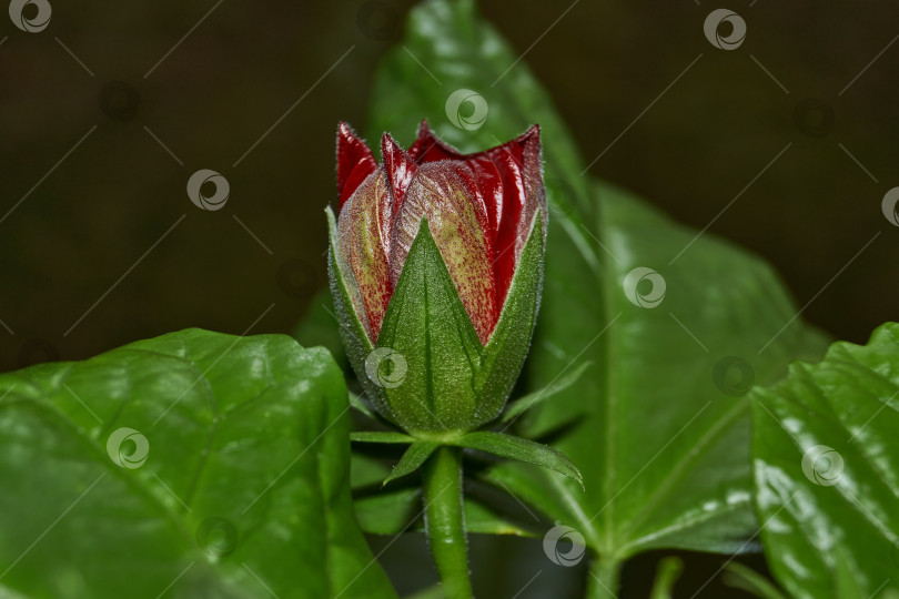 Скачать Китайская роза или гибискус китайский (лат. Hibiscus rosa-sinensis). фотосток Ozero