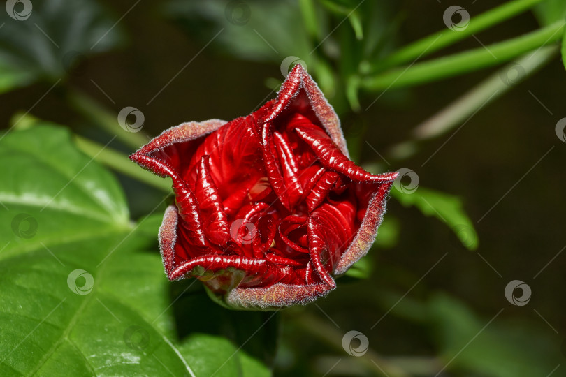 Скачать Китайская роза или гибискус китайский (лат. Hibiscus rosa-sinensis). фотосток Ozero