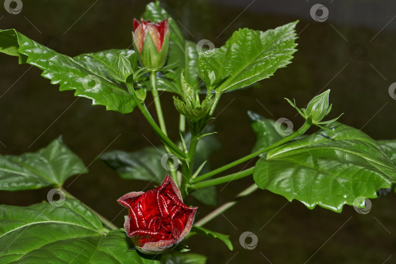 Скачать Китайская роза или гибискус китайский (лат. Hibiscus rosa-sinensis). фотосток Ozero