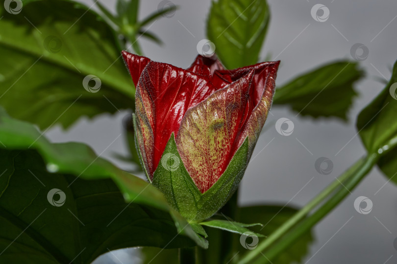 Скачать Китайская роза или гибискус китайский (лат. Hibiscus rosa-sinensis). фотосток Ozero