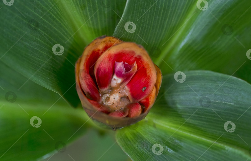 Скачать Цветущий Costus curvibracteatus. Естественный изолированный фон в ботаническом саду фотосток Ozero