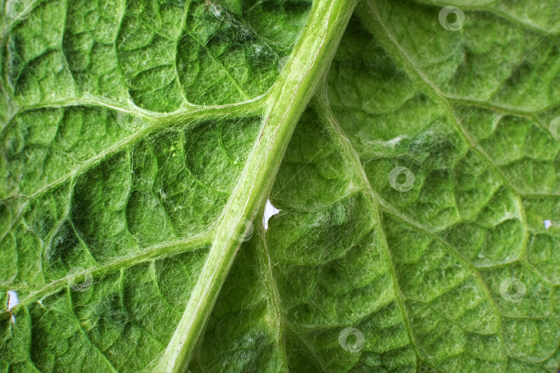 Скачать Изолированный макрос из листьев зеленого подорожника (plantago) фотосток Ozero