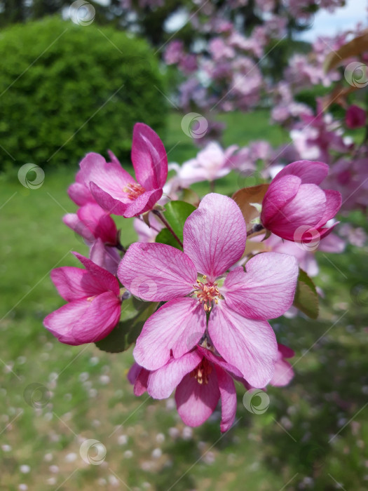 Скачать Цветение яблони весной фотосток Ozero