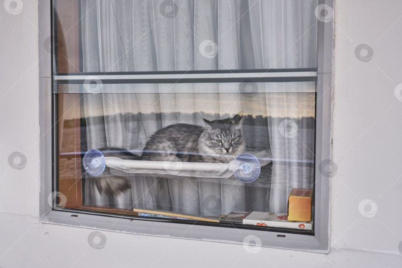 Скачать Серая полосатая кошка отдыхает в гамаке у окна.Путешествие по реке на круизном лайнере фотосток Ozero