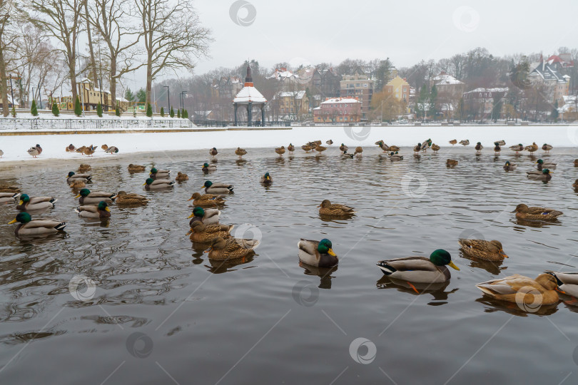 Скачать Стая уток на льду. Замерзшее озеро и птицы зимой фотосток Ozero