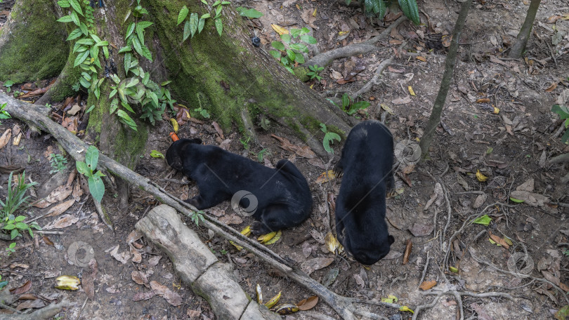 Скачать Кормятся два бируанга Helarctos malayanus. фотосток Ozero