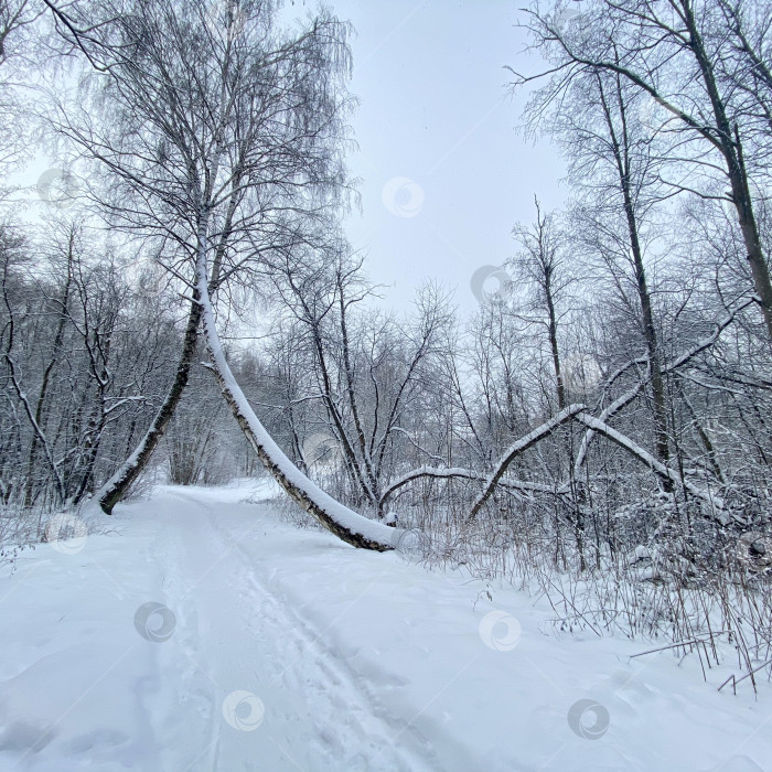 Скачать Зима в помосковье фотосток Ozero