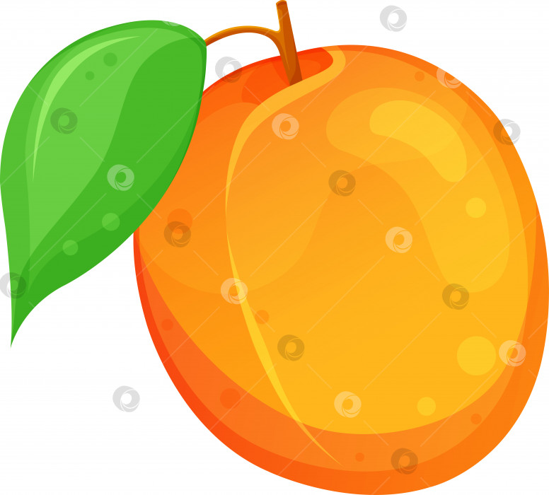Скачать векторная иллюстрация абрикоса, абрикос с листьями, летние фрукты, здоровая и органическая пища фотосток Ozero
