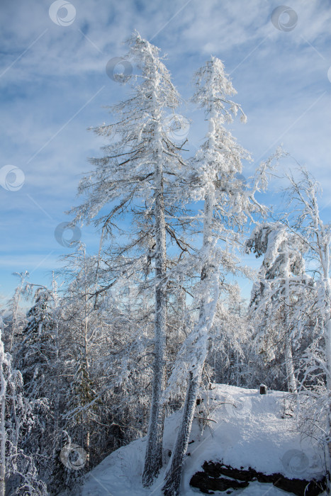 Скачать Синегорский пейзаж с заснеженным лесом.. фотосток Ozero