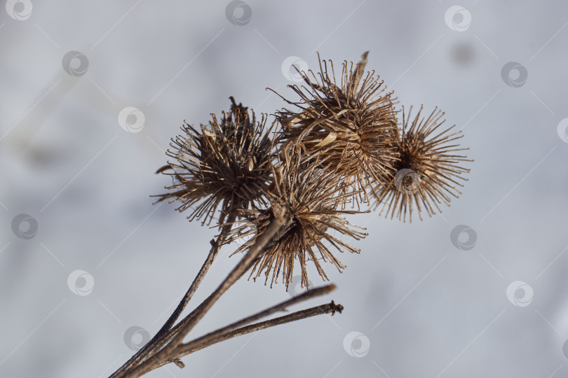 Скачать Сухие соцветия лопуха большого (лат. Arctium lappa) на фоне снега. фотосток Ozero