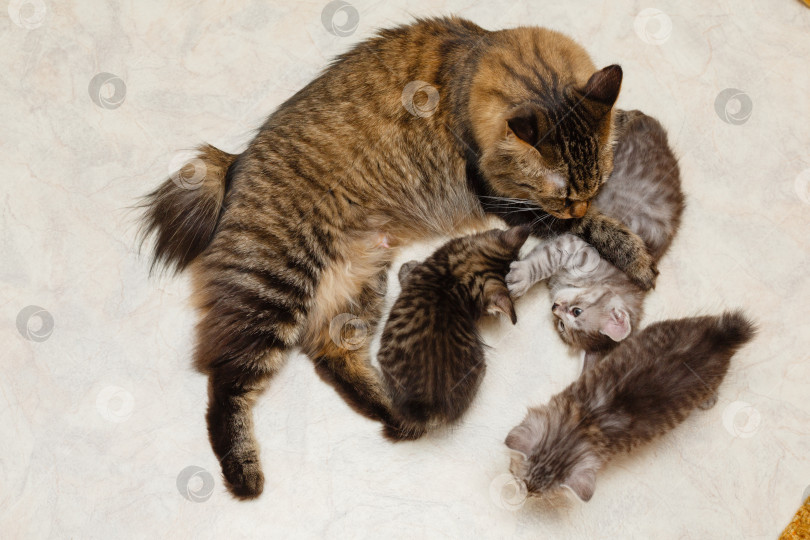 Скачать Мама-кошка и трое котят фотосток Ozero
