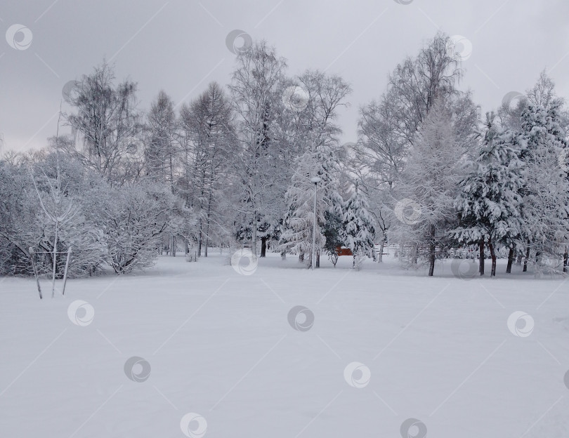 Скачать Поляна снежная, деревья в снегу фотосток Ozero