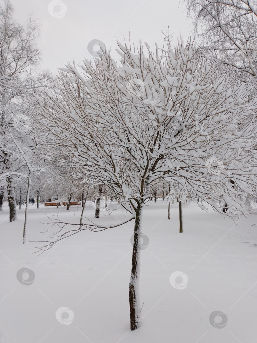 Скачать Зима, деревья в снегу фотосток Ozero