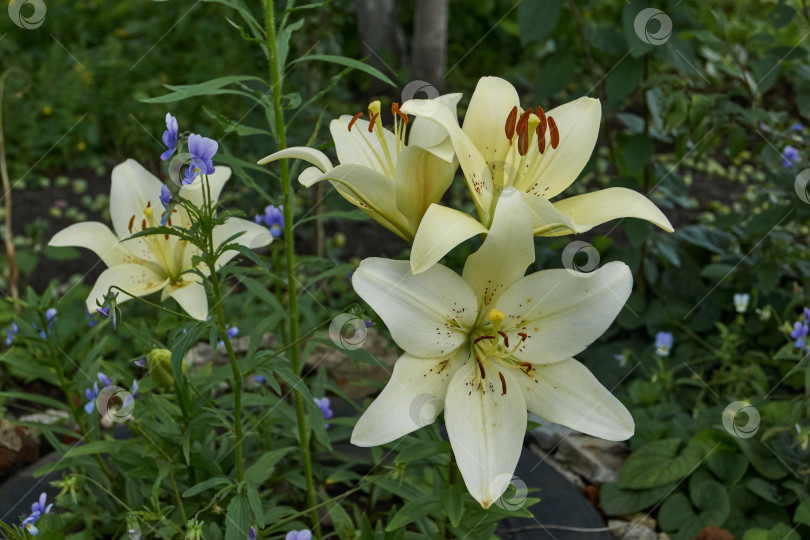 Скачать Лилия (лат. Lilium) цветет в саду. фотосток Ozero