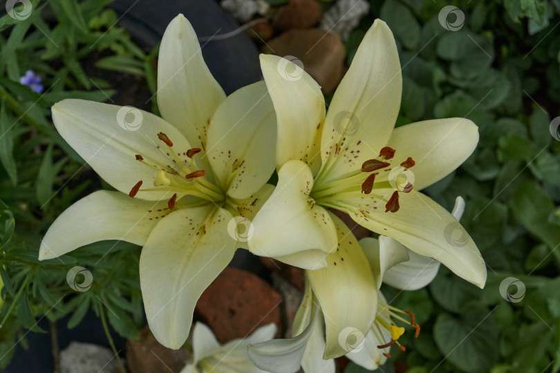 Скачать Лилия (лат. Lilium) цветет в саду. фотосток Ozero