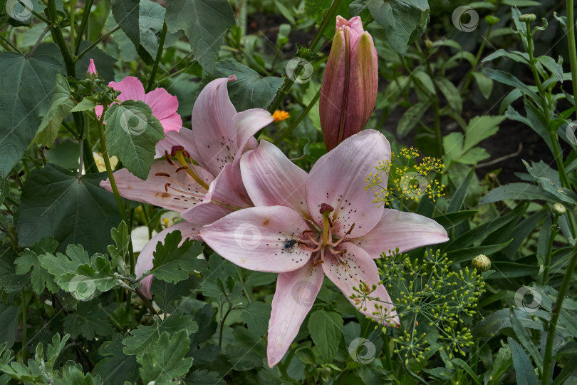 Скачать Лилия (лат. Lilium) цветет в саду. фотосток Ozero