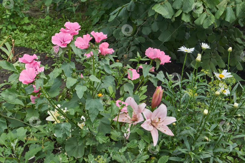 Скачать Лилия (лат. Lilium) цветет в саду. фотосток Ozero