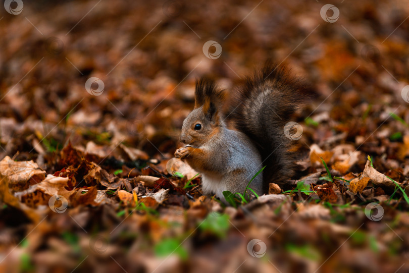 Скачать Портрет белки в осеннем лесу. Настоящее фото (Sciurus vulgaris) фотосток Ozero